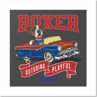 Funny boxer in a cute dog in classic vintage retro auto with red white and blue flags Posters and Art